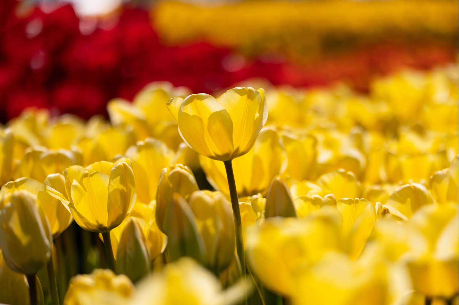 Tulppaani 'Golden Apeldoorn'